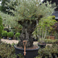 Olive Tree | Olea Europea 1/2 Std Crown - 190-200cm, 375lt