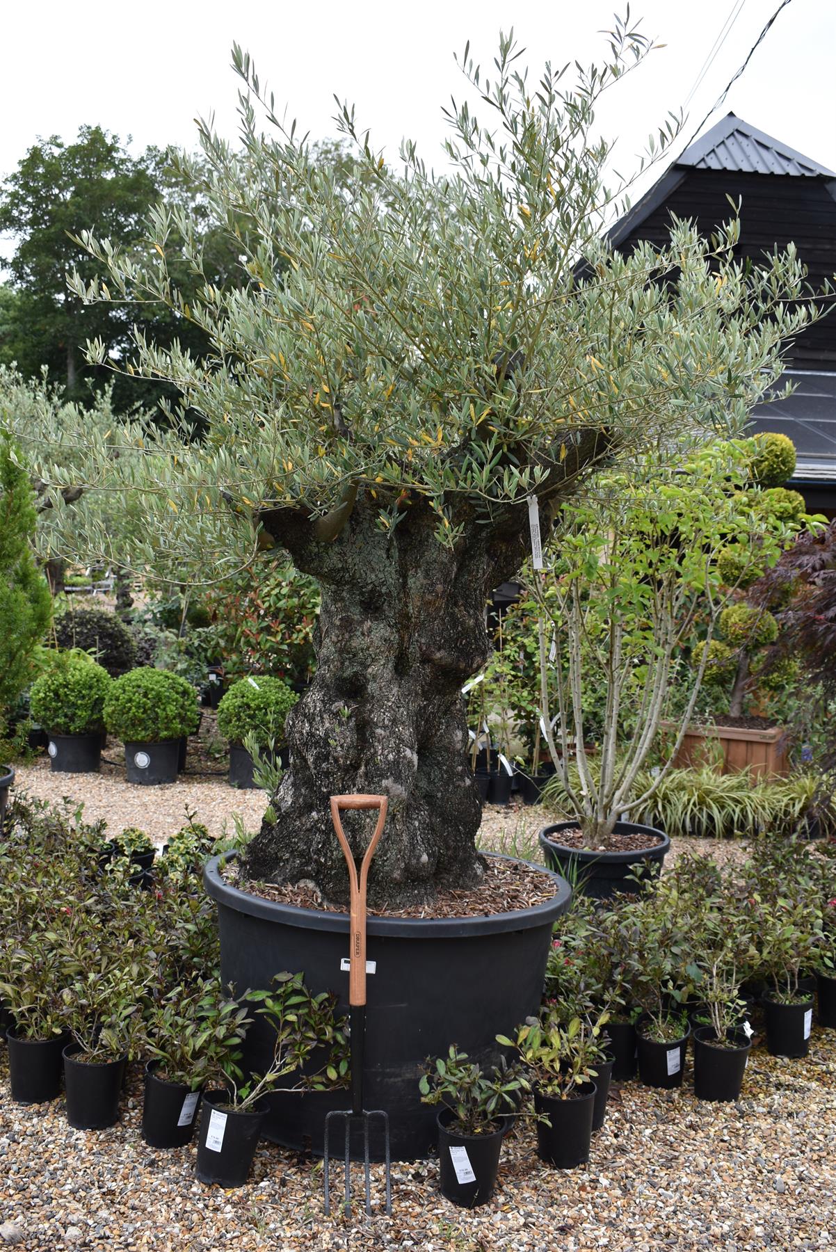 Olive Tree | Olea Europea 1/2 Std Crown - 190-200cm, 375lt