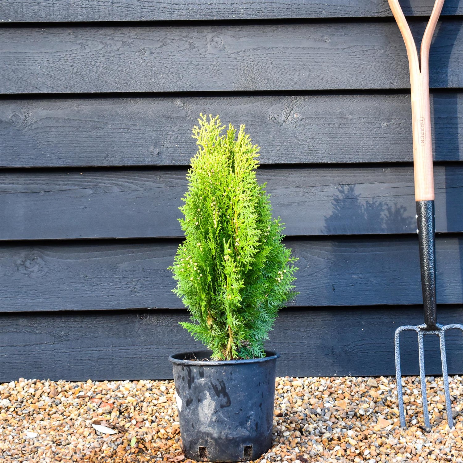 Thuja orientalis 'Aurea Nana' - 40-50cm, 8lt