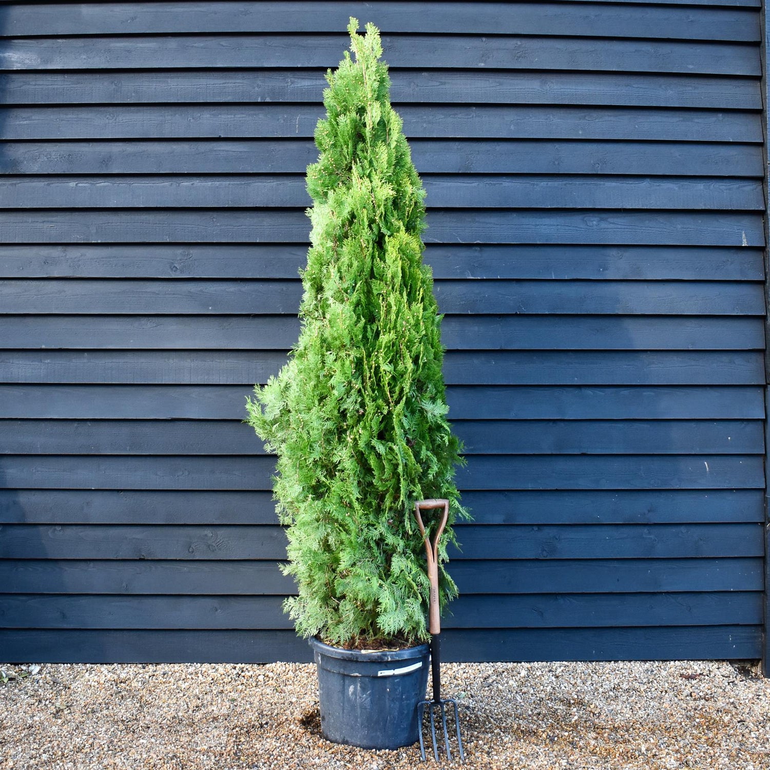 Thuja orientalis 'Pyramidalis Aurea' - Height 220-230cm -  45lt