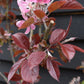 Malus Neville Copeman | Purple Crab Apple Tree, Clear Stem - Standard -  Girth 10-12cm - Height 360-380cm - 70lt