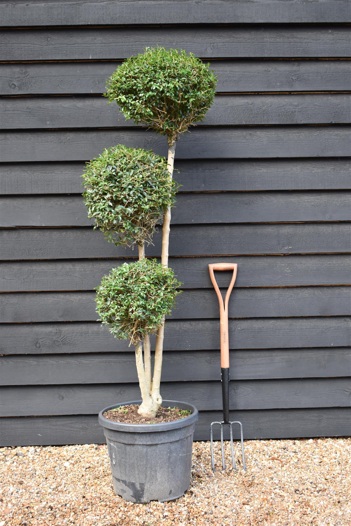 Ligustrum jonandrum | Delavay Privet Topiary Tree Multi Ball - 180-190cm, 35lt