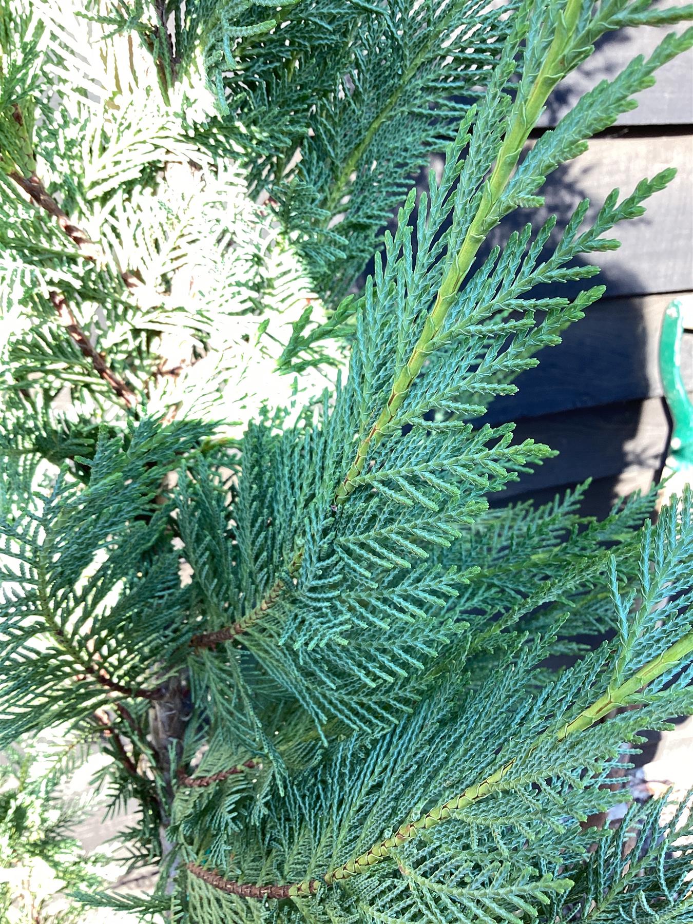 Leyland Cypress - 190-200cm, 10lt