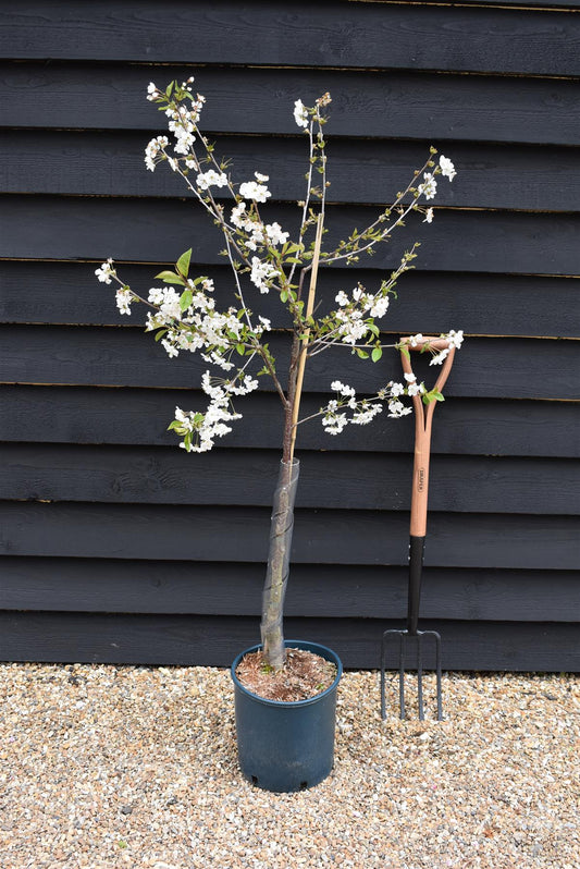 Sour Cherry 'Morello' on Colt - Semi-Dwarfing - 160-170cm - 12lt