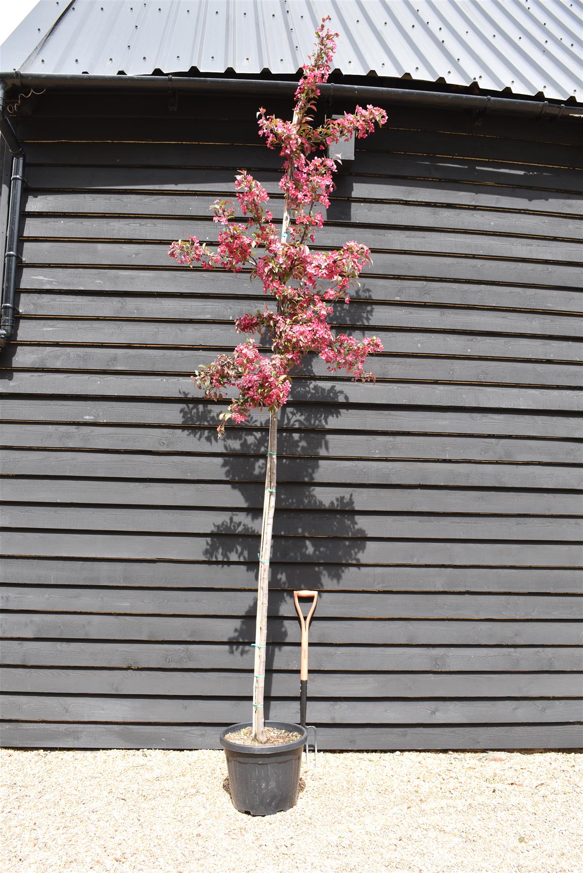 Malus Floribunda 'Coccinella' | Japanese Crab Apple - Girth 6-8cm - Height 320-460cm - 35lt