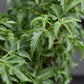 Acer palmatum 'Shishi-gashira' | Lion's Head Japanese Maple - Height 50-70cm - 4lt