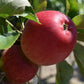 Apple tree 'Katy' | Malus domestica - MM106 - Semi-Dwarfing - 150-160cm - 10lt