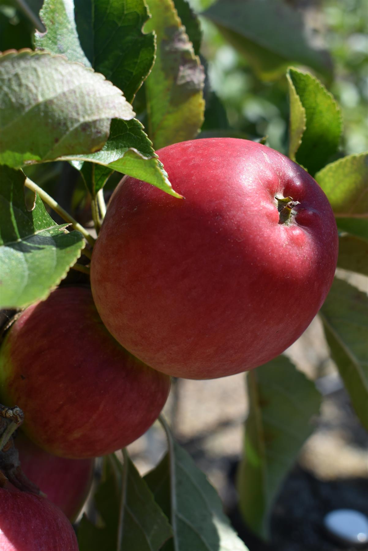 Apple tree 'Katy' | Malus domestica - MM106 - Semi-Dwarfing - 150-160cm - 10lt