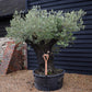 Olive Tree | Olea Europea - Specimen - Leaning double branch gnarly - Trunk height 80cm - Height 170cm - Girth 125cm - 240lt