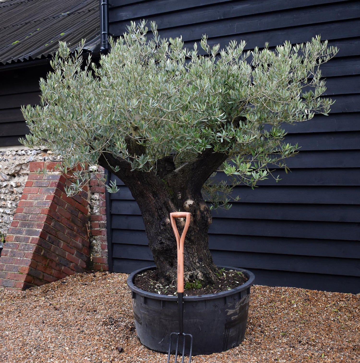 Olive Tree | Olea Europea - Specimen - Leaning double branch gnarly - Trunk height 80cm - Height 170cm - Girth 125cm - 240lt