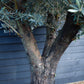 Olive Tree | Olea Picual - Specimen - Triple branch - Height 250-280 cm - 285lt