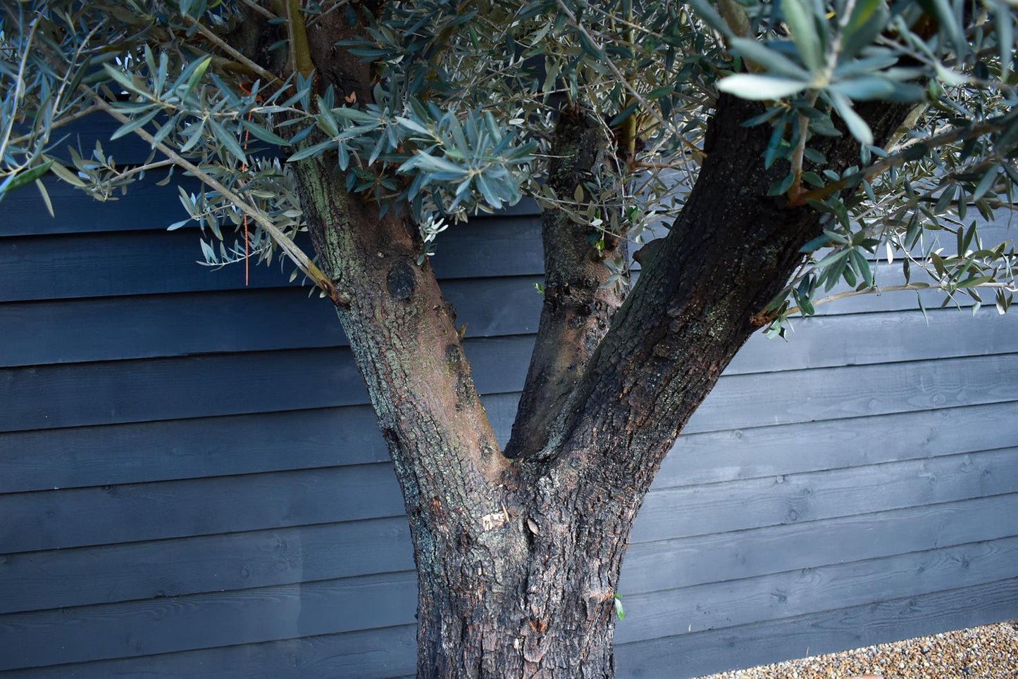 Olive Tree | Olea Picual - Specimen - Triple branch - Height 250-280 cm - 285lt