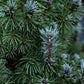 Picea glauca 'Sander's Blue' | Alberta spruce - Height 75-80cm - 15lt