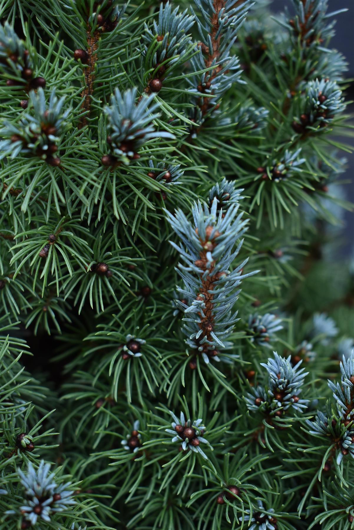 Picea glauca 'Sander's Blue' | Alberta spruce - Height 75-80cm - 15lt