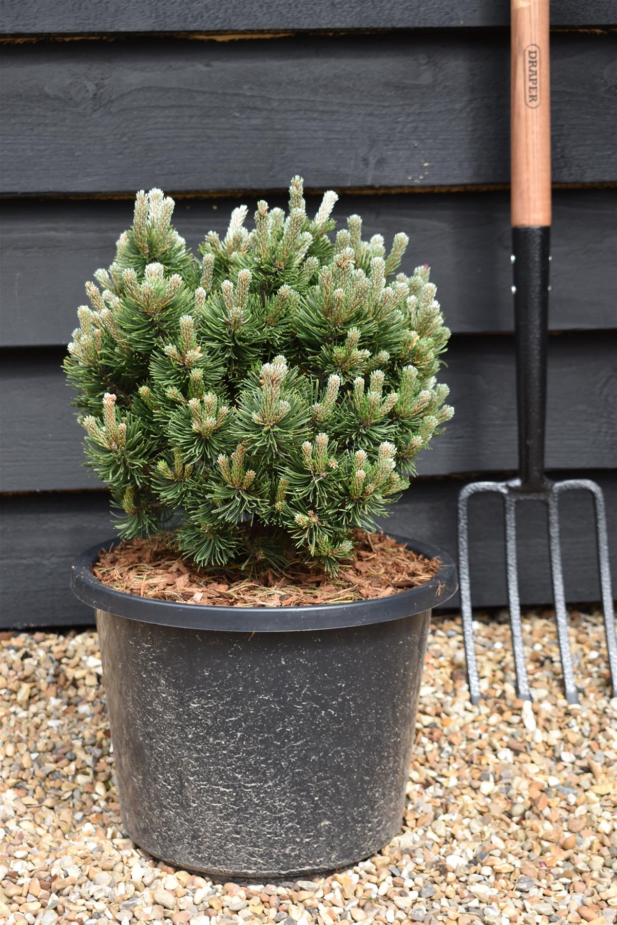 Pinus mugo 'Picobello' | Dwarf Mountain Pine - Height 20-30cm - Width 30cm - 10-12lt