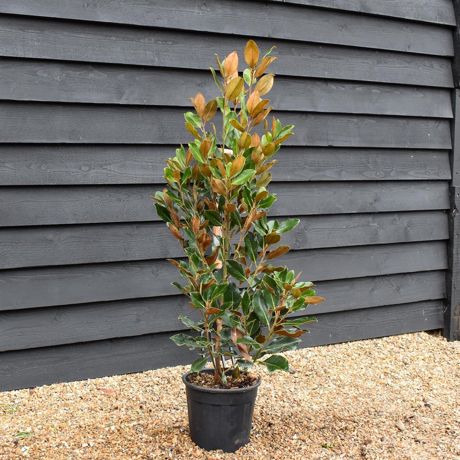 Magnolia Grandiflora Little Gem | Southern Magnolia ‘Little Gem’ - Height 90-110cm - 10lt