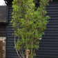 Arbutus Unedo | Strawberry Tree - Multistem - Height 330-350cm - 230lt