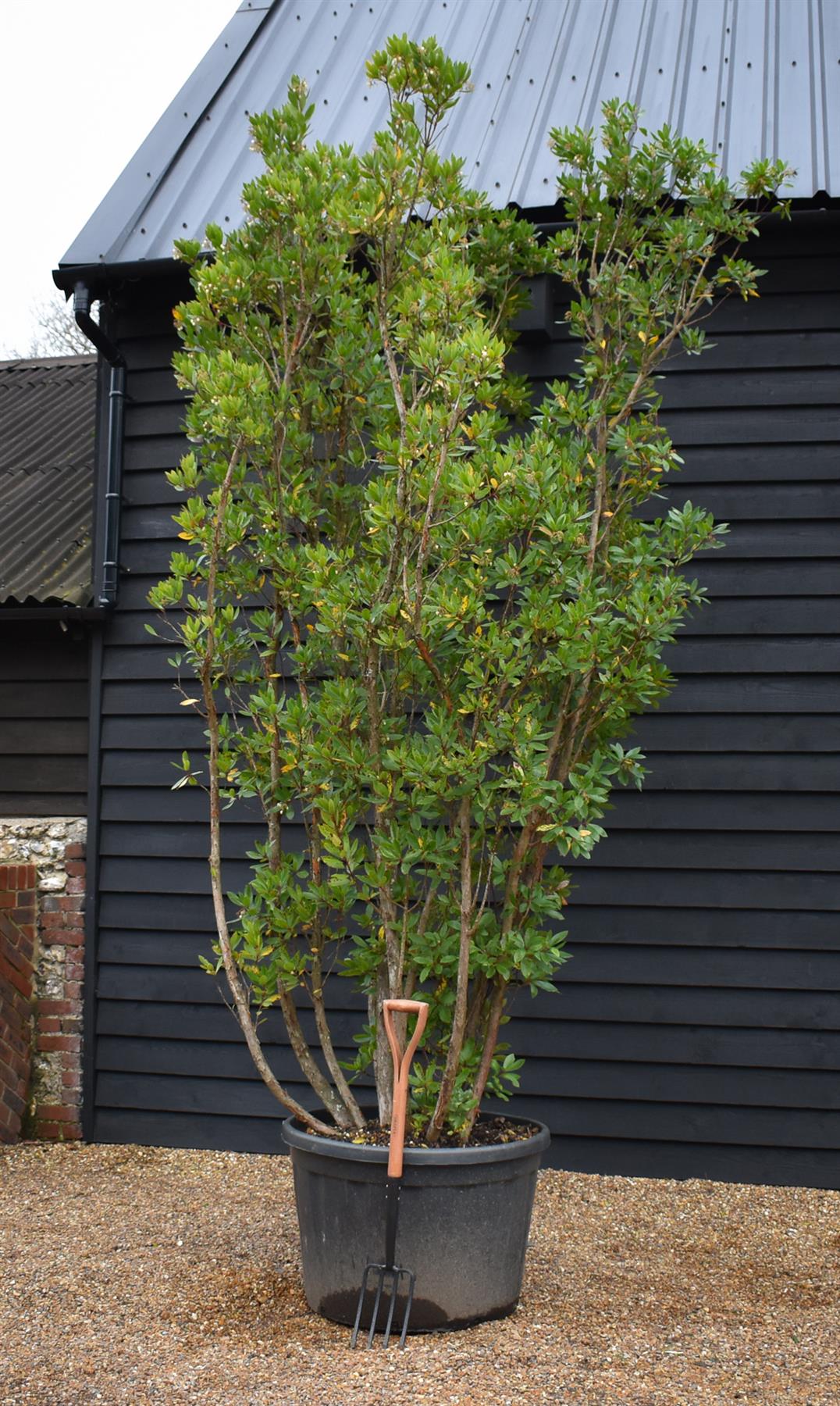 Arbutus Unedo | Strawberry Tree - Multistem - Height 330-350cm - 230lt