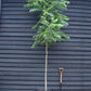 Juglans Nigra - Black Walnut Tree - Clear Stem - Standard - Girth 10-12cm - 300-320cm - 70lt