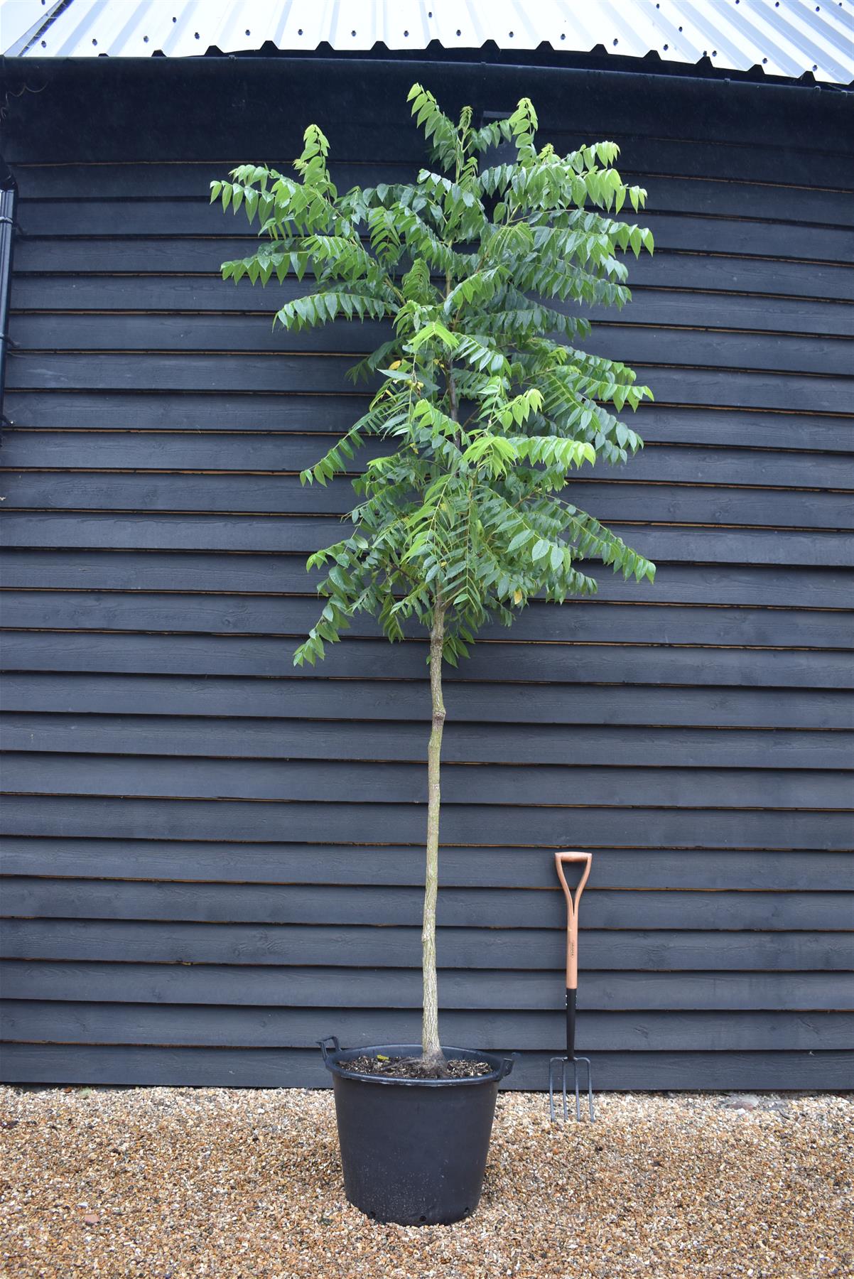 Juglans Nigra - Black Walnut Tree - Clear Stem - Standard - Girth 10-12cm - 300-320cm - 70lt