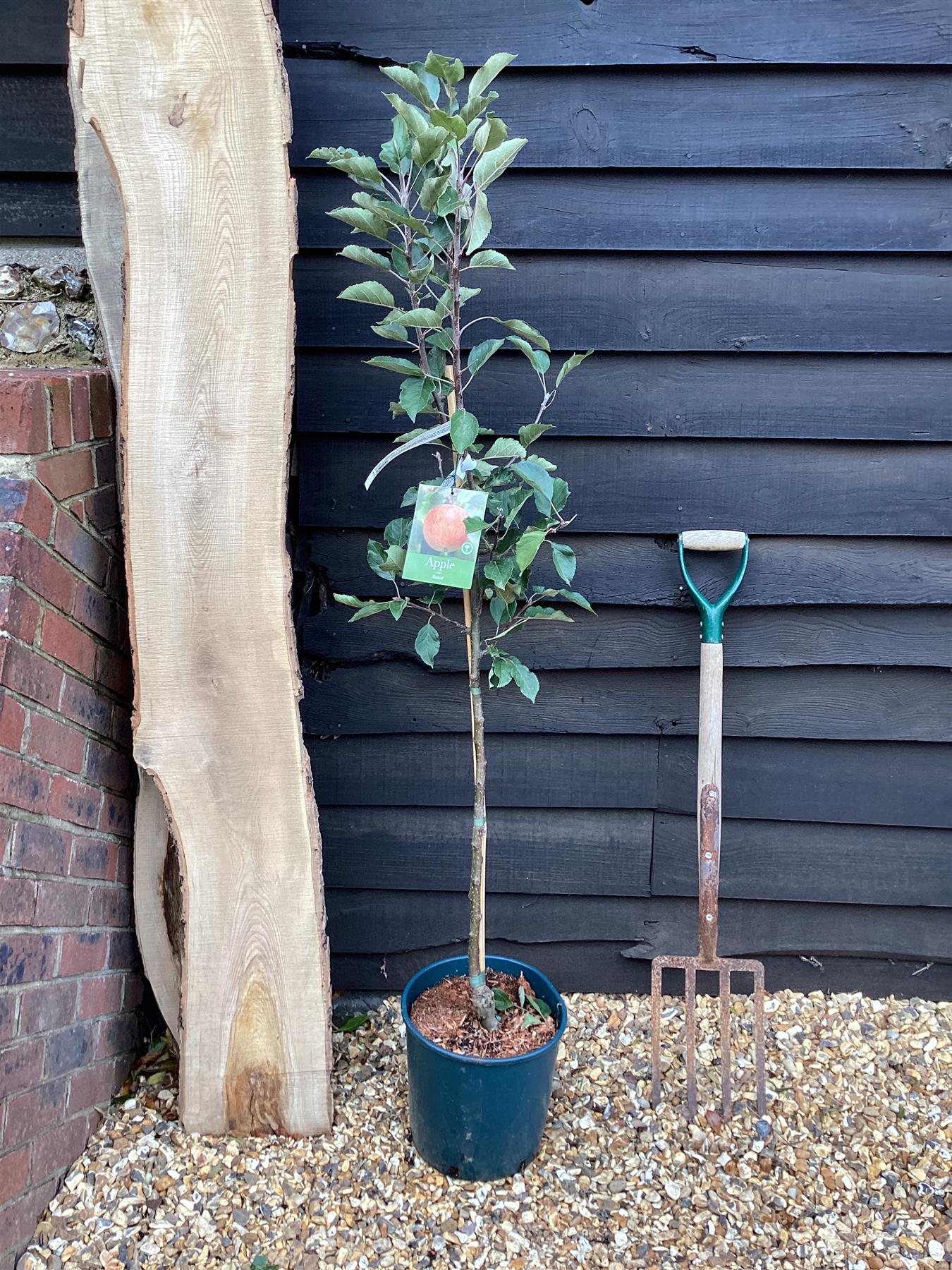 Apple tree 'Sunset' | Malus domestica - M106 - Semi-Dwarfing - 160-180cm - 12lt