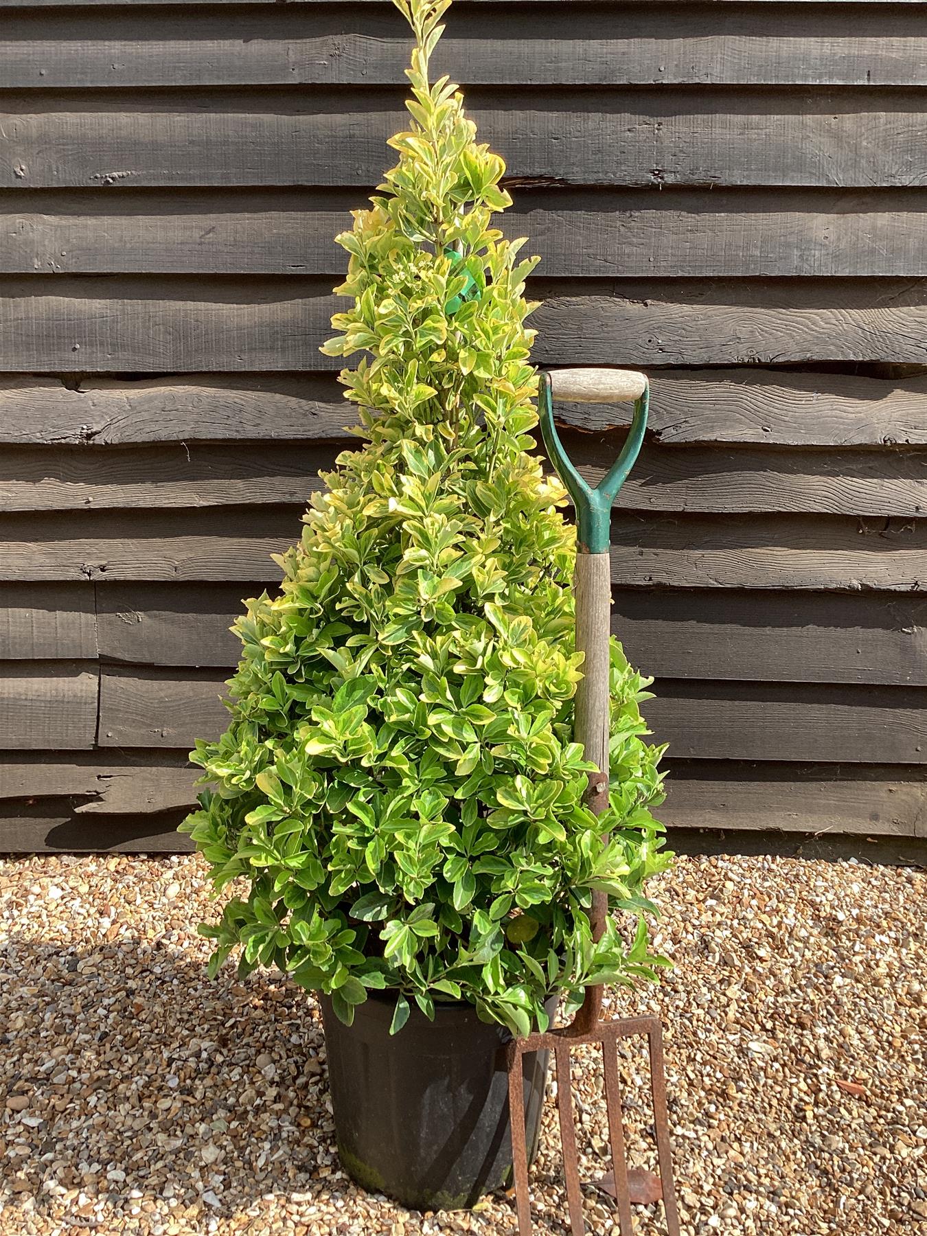 Euonymus japonicus 'Aureus' | Spindle - Cone - 150-160cm - 20lt