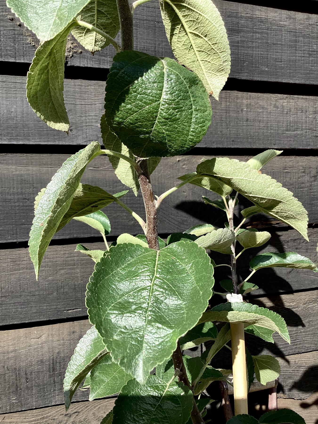 Apple tree 'Spartan' | Malus domestica - MM106 - Semi-Dwarfing - 150-160cm - 10lt