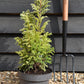 Chamaecyparis pisifera 'Boulevard' | Blue Moss Cypress - Height - 50-70cm - 5lt