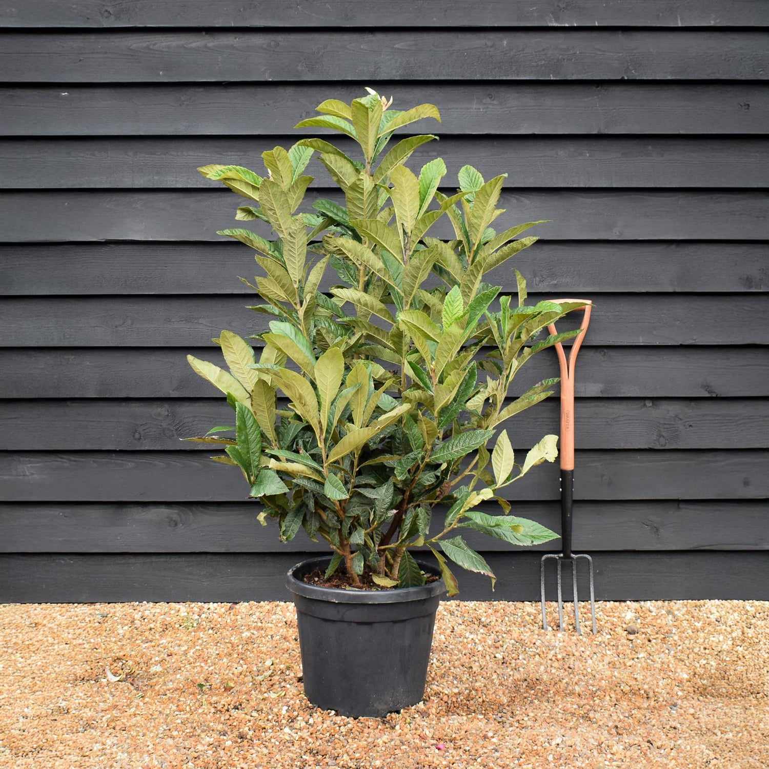 Eriobotrya japonica Tree | Loquat - Busy - Height 110-130cm - 30lt