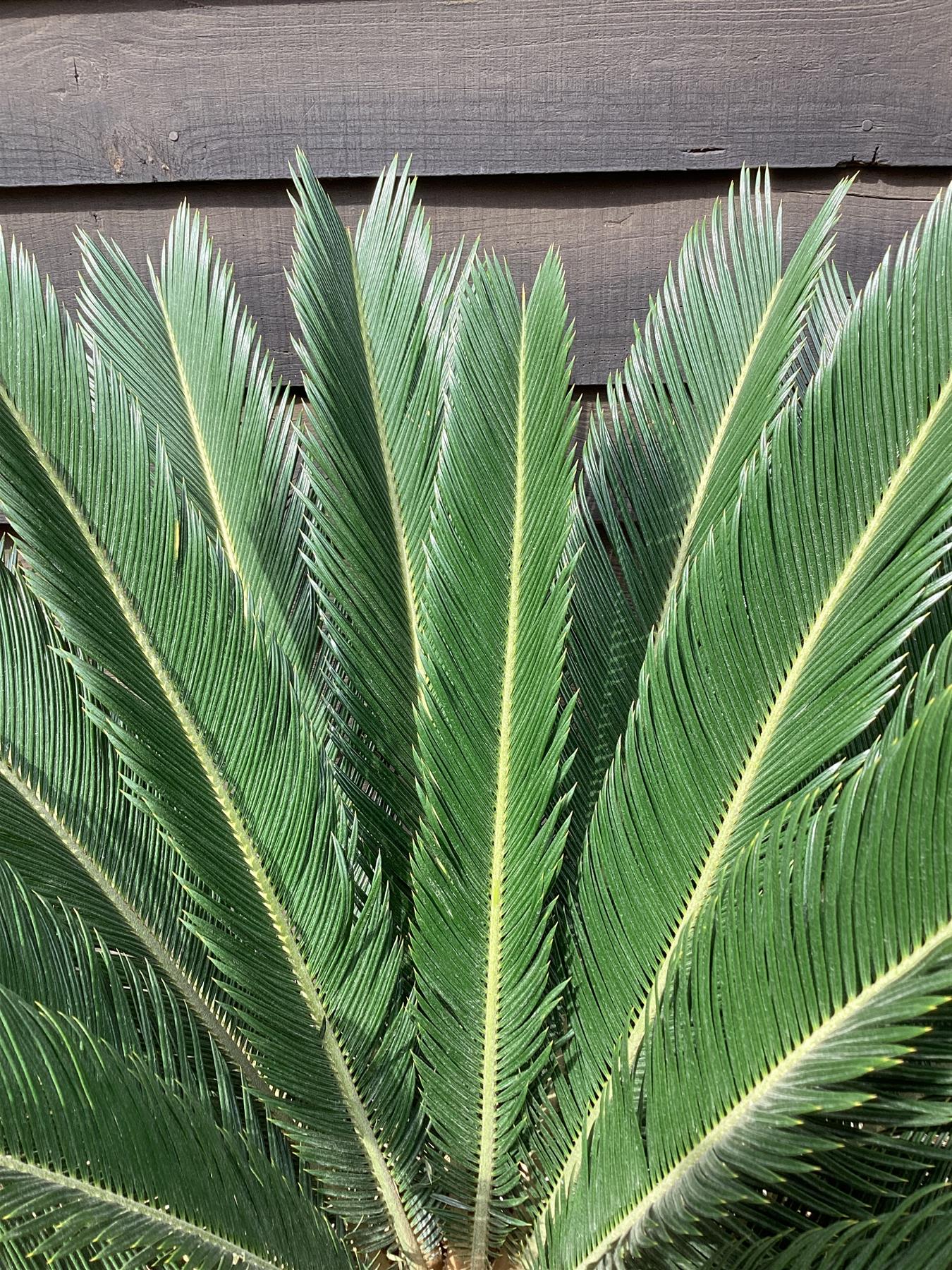 Cycas revoluta | King sago palm - 140-150cm - 70cm