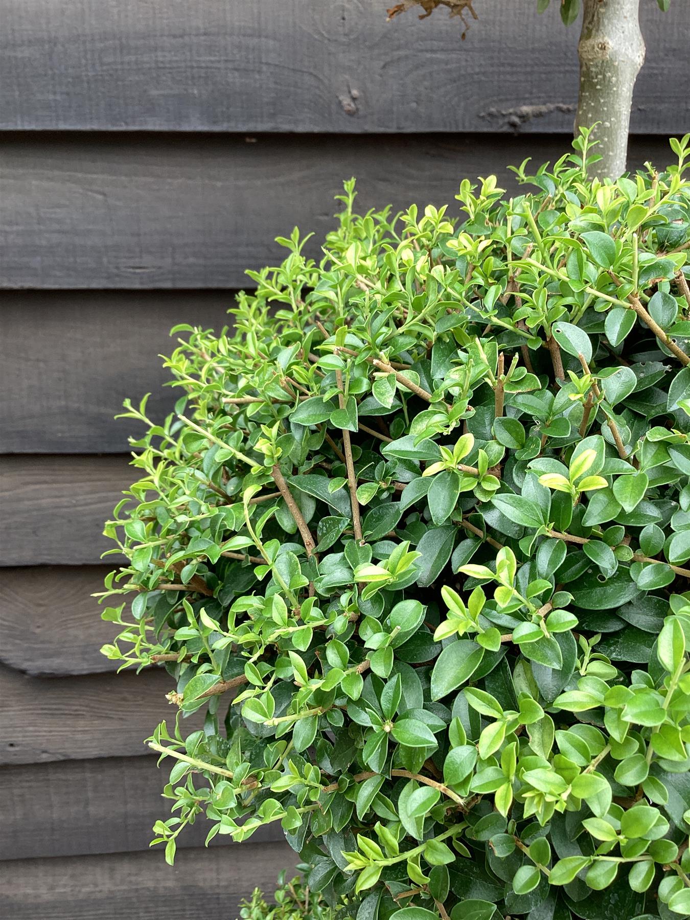 Ligustrum Jon Pom Pom 3 Ball | Privet Topiary - 18lt