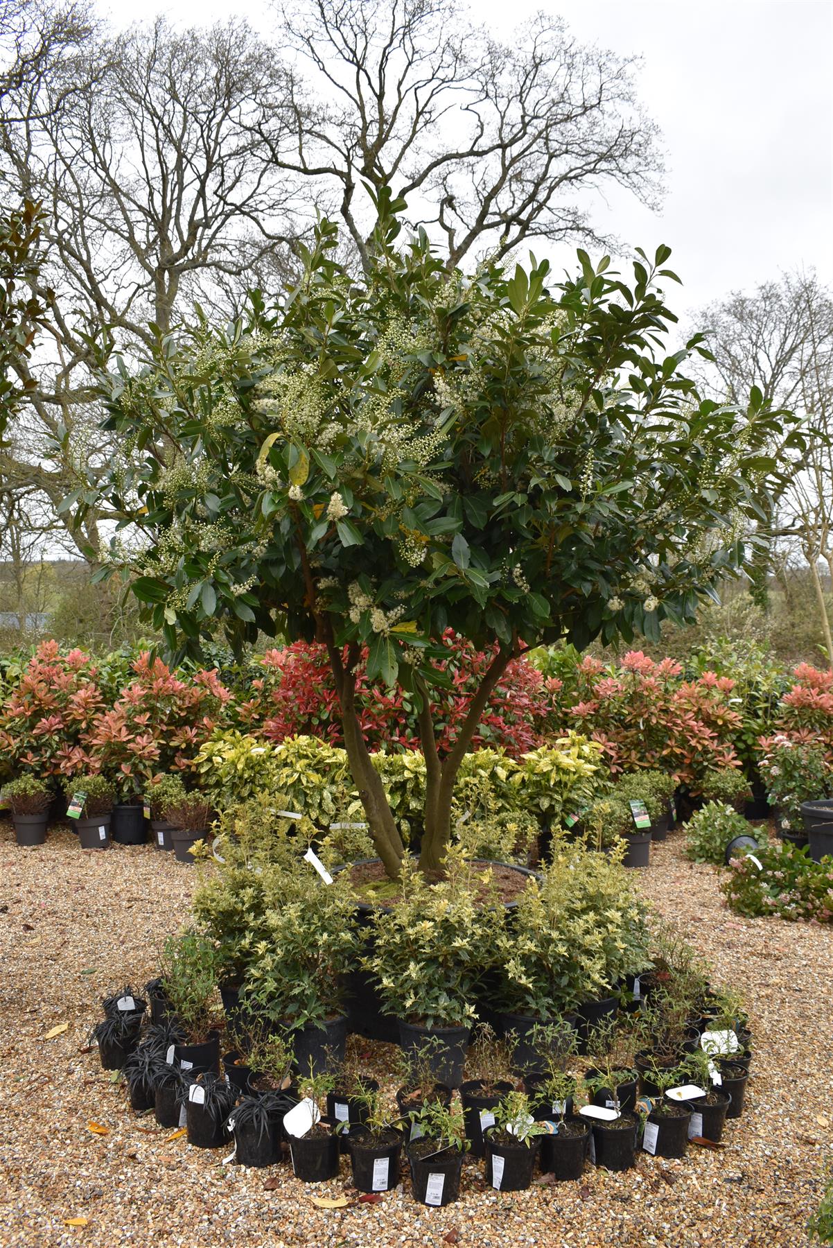 Prunus laurocerasus 'Novita' - Multistem - Parachute - Height 300-320cm - Width 250-300cm - 285lt