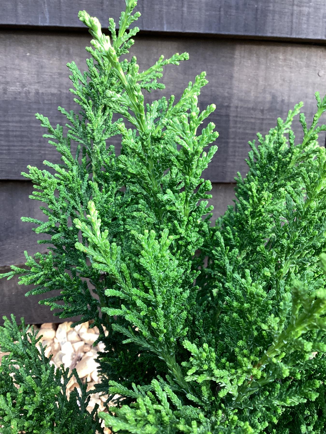 Chamaecyparis obtusa 'Draht' | Hinoki Cypress 'Draht'- 2lt