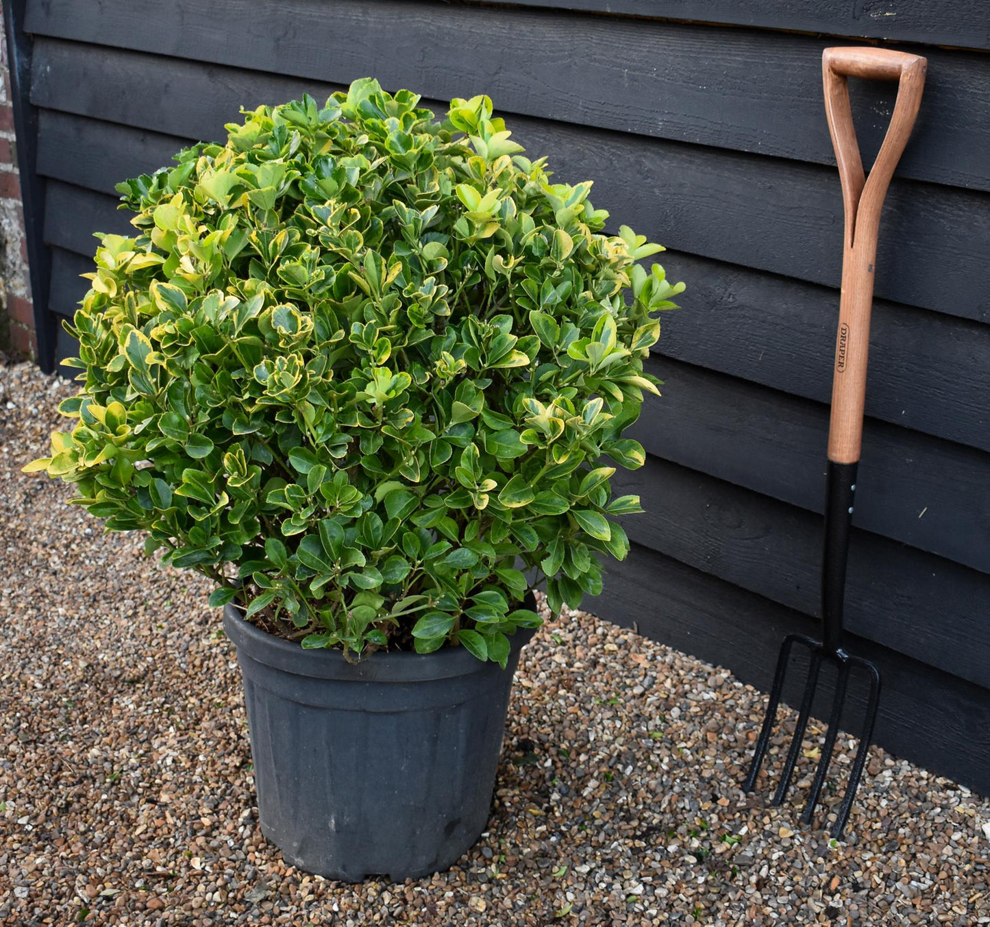 Euonymus japonicus 'Aureus' | Japanese spindle 'Aurea' - Ball - Height 60cm - 30lt