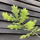 Quercus robur | English Oak - 2-3 year old - 120-160cm - 10lt