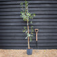 Arbutus unedo | Strawberry Tree - 150-200cm, 10lt