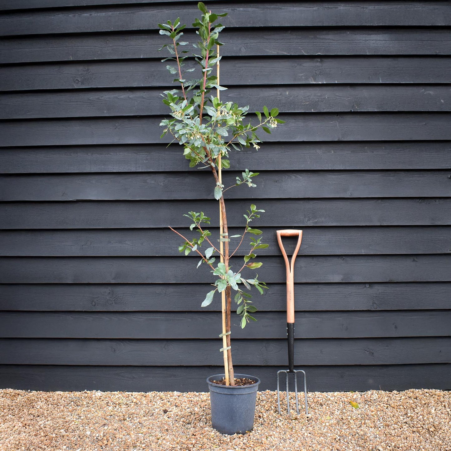 Arbutus unedo | Strawberry Tree - 150-200cm, 10lt