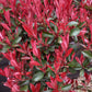 Photinia Robusta Compacta | Red-Leaf Photinia - Parachute - Height 140cm - 70lt