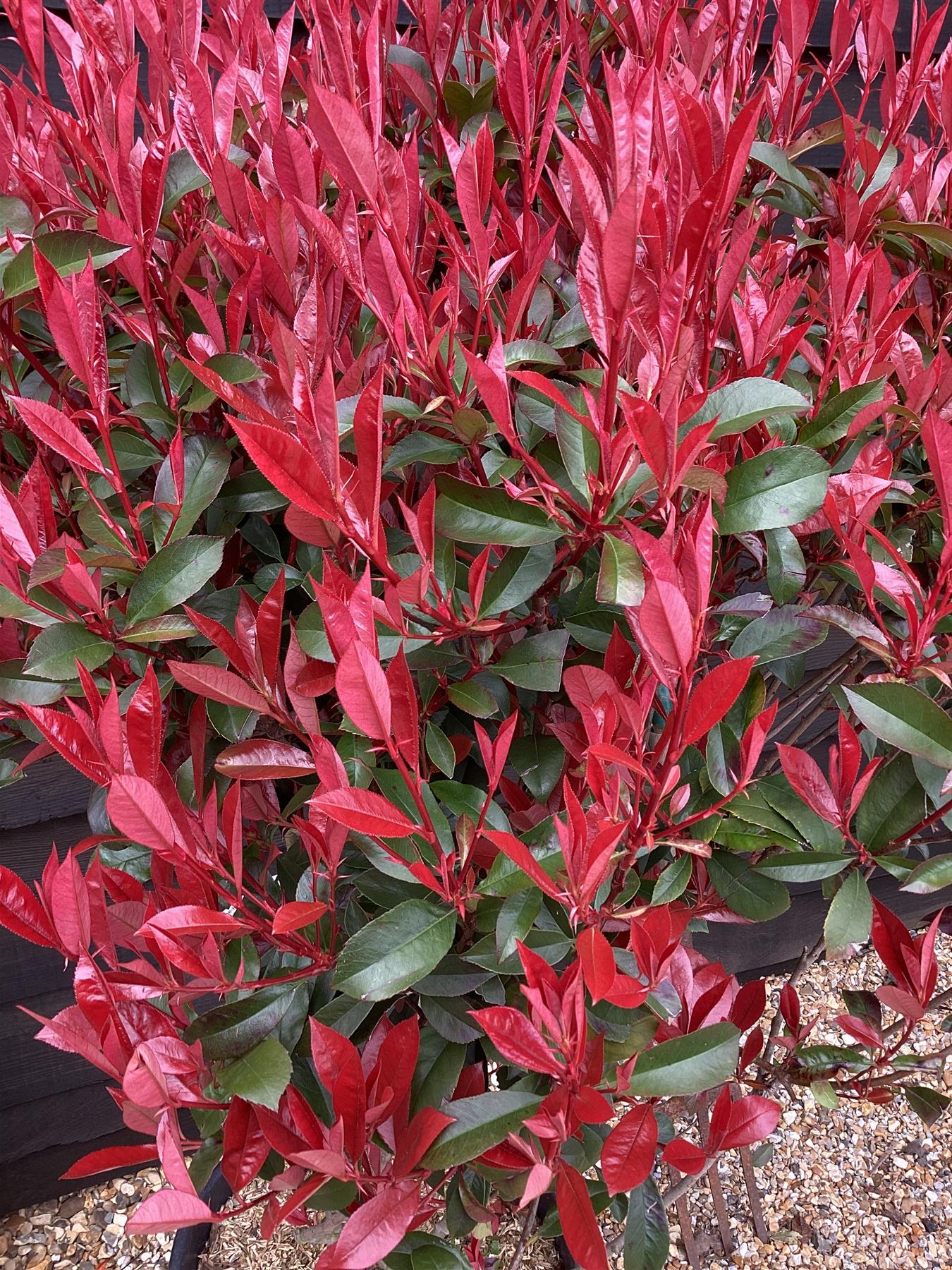 Photinia Robusta Compacta | Red-Leaf Photinia - Parachute - Height 140cm - 70lt