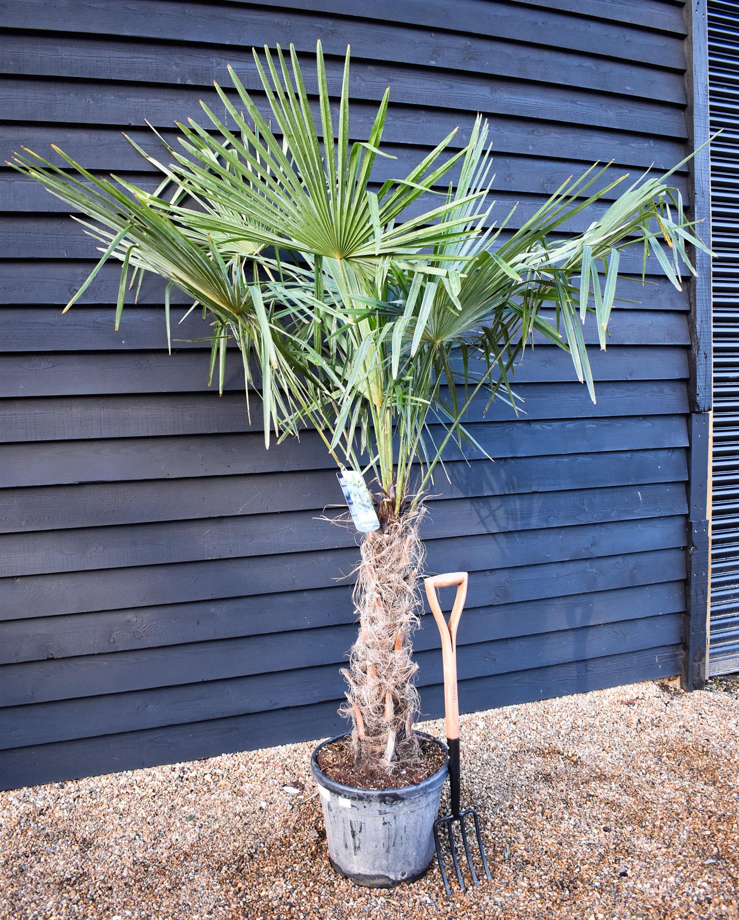 Trachycarpus fortunei - Stem 70-80cm - Height 190-200cm - 35lt