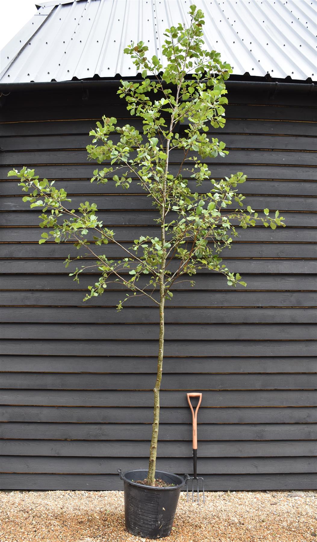 Alder tree | Alnus Glutinosa - Height 300-400cm -  Girth 14-16 - 30-50lt