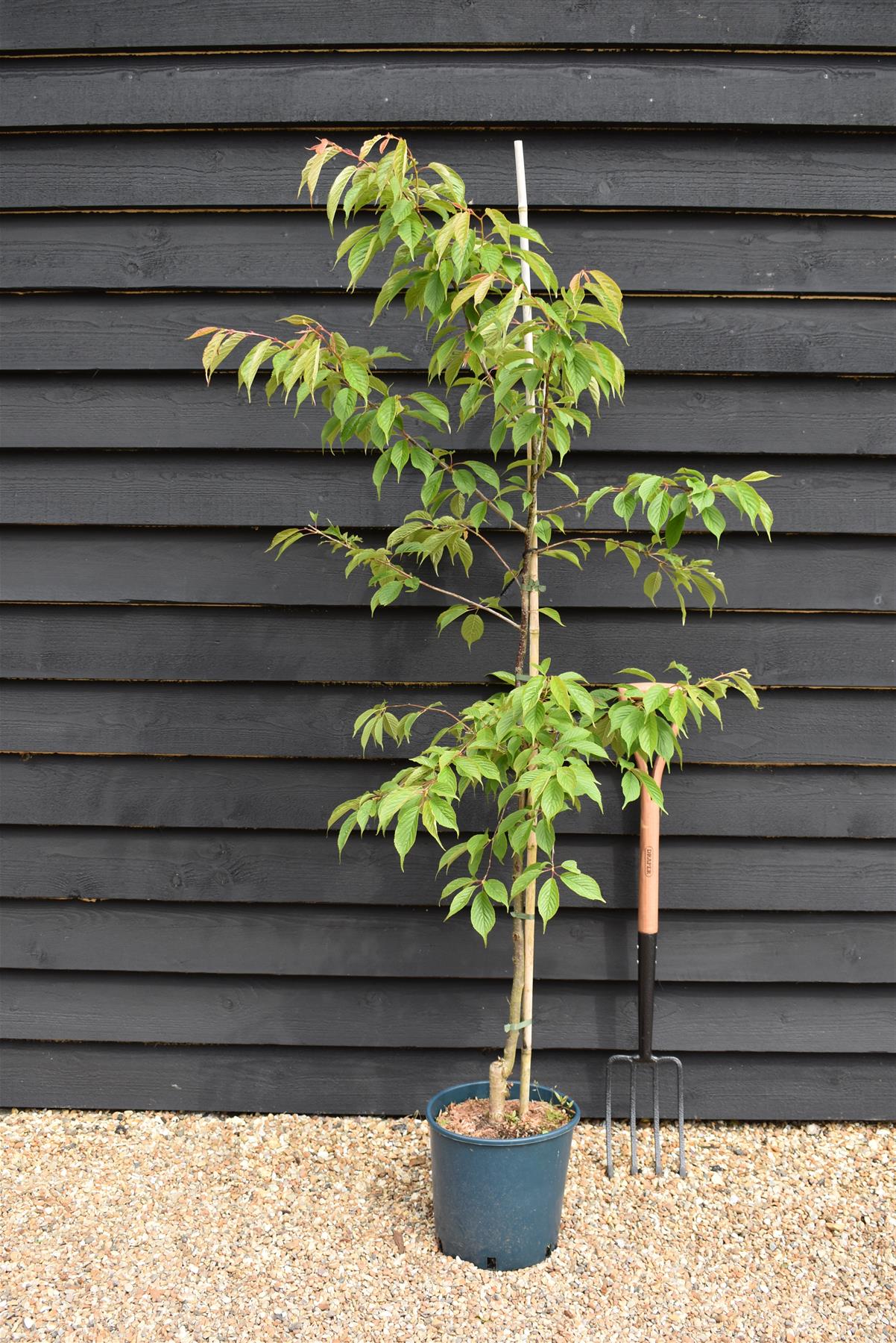 Prunus 'Kiku-shidare-zakura' Sakura | Japanese Weeping - 180-200cm - 10lt