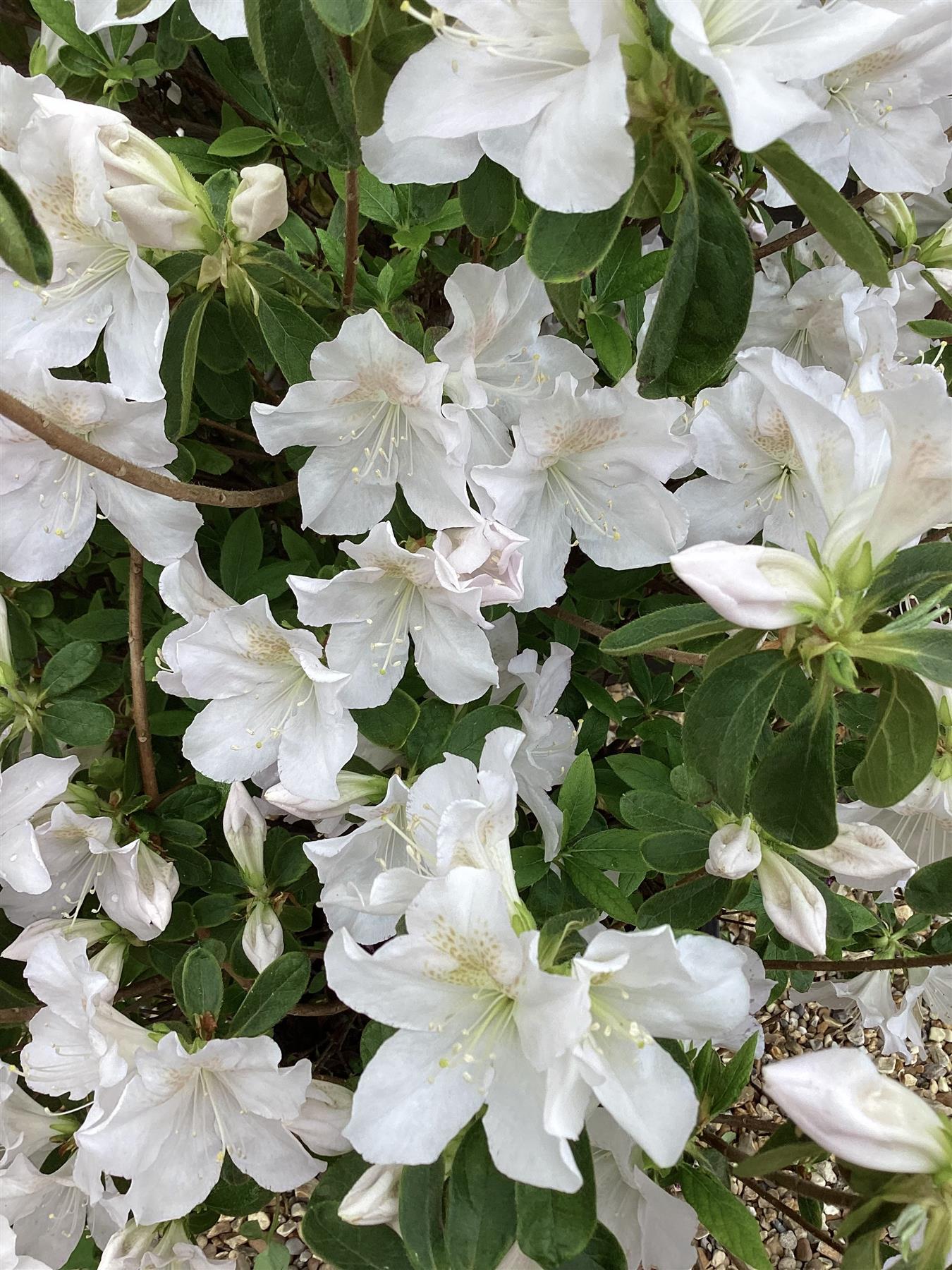 Azalea Japonica Snow | Rhododendron 'Snow' - 90cm, 18lt