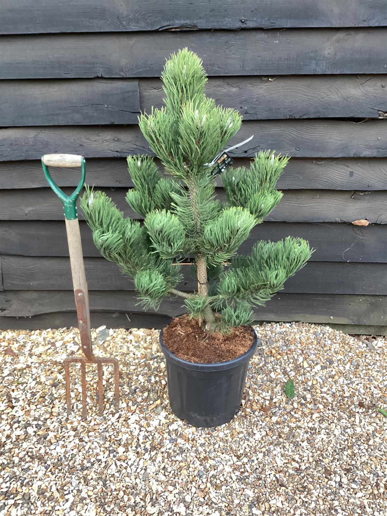 Pinus nigra 'Oregon Green' | Austrian pine 'Oregon Green' - Height 90cm - Width 80cm - 20lt