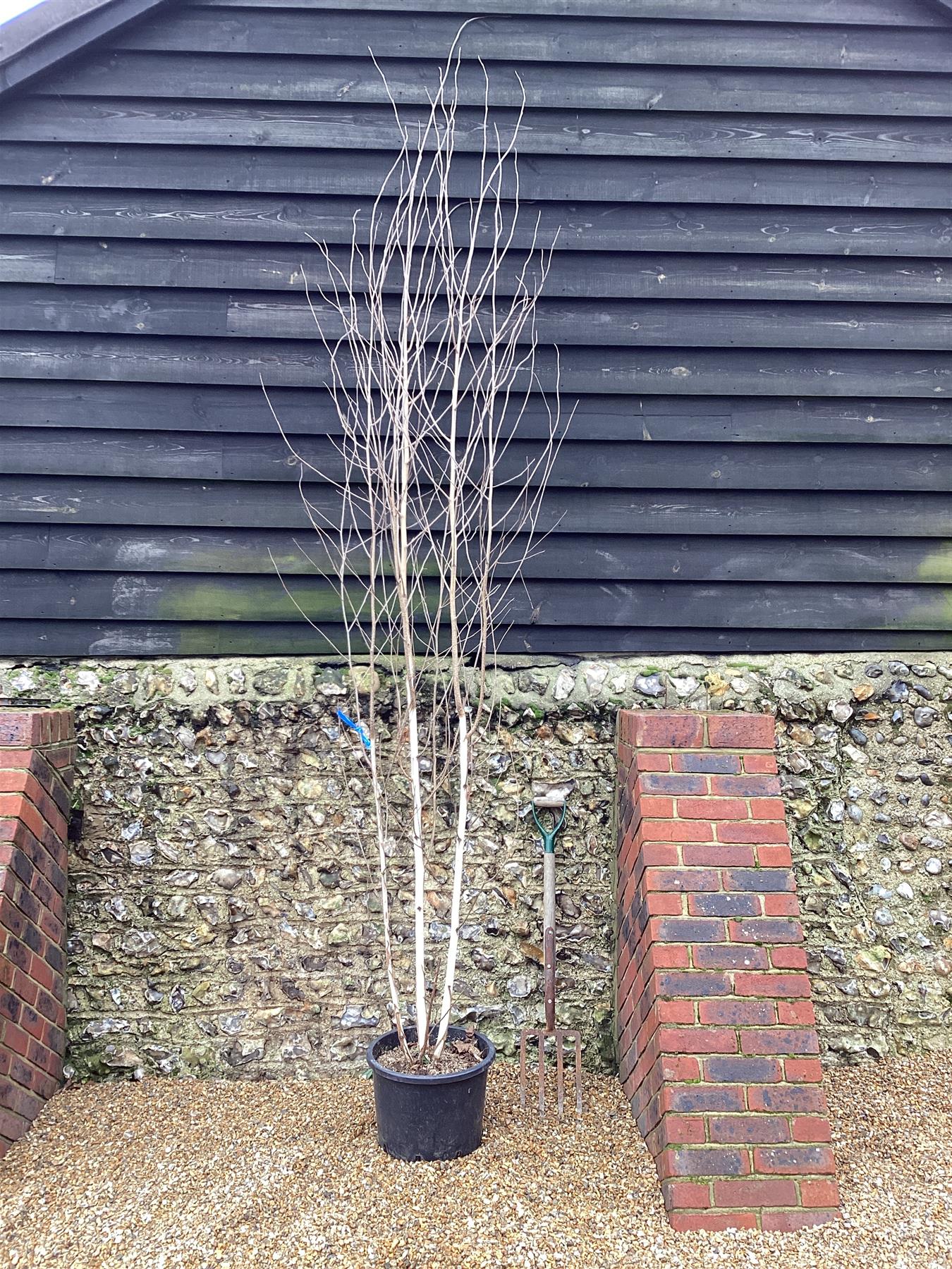 Betula utilis jacquemontii | Kashmir Birch - Multistem - 280cm, 25lt