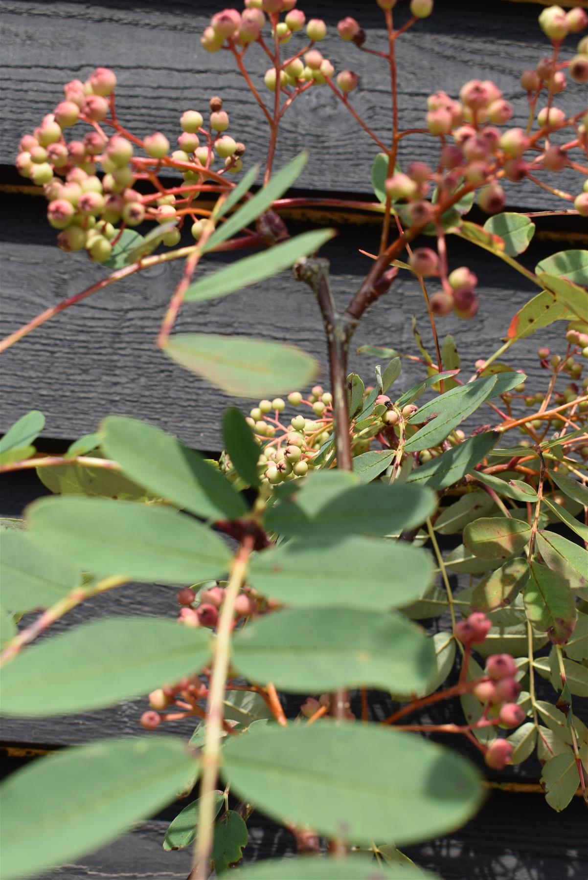 Sorbus pseudohupehensis 'Pink Pagoda' | Chinese Mountain Ash - 220-250cm, 20lt