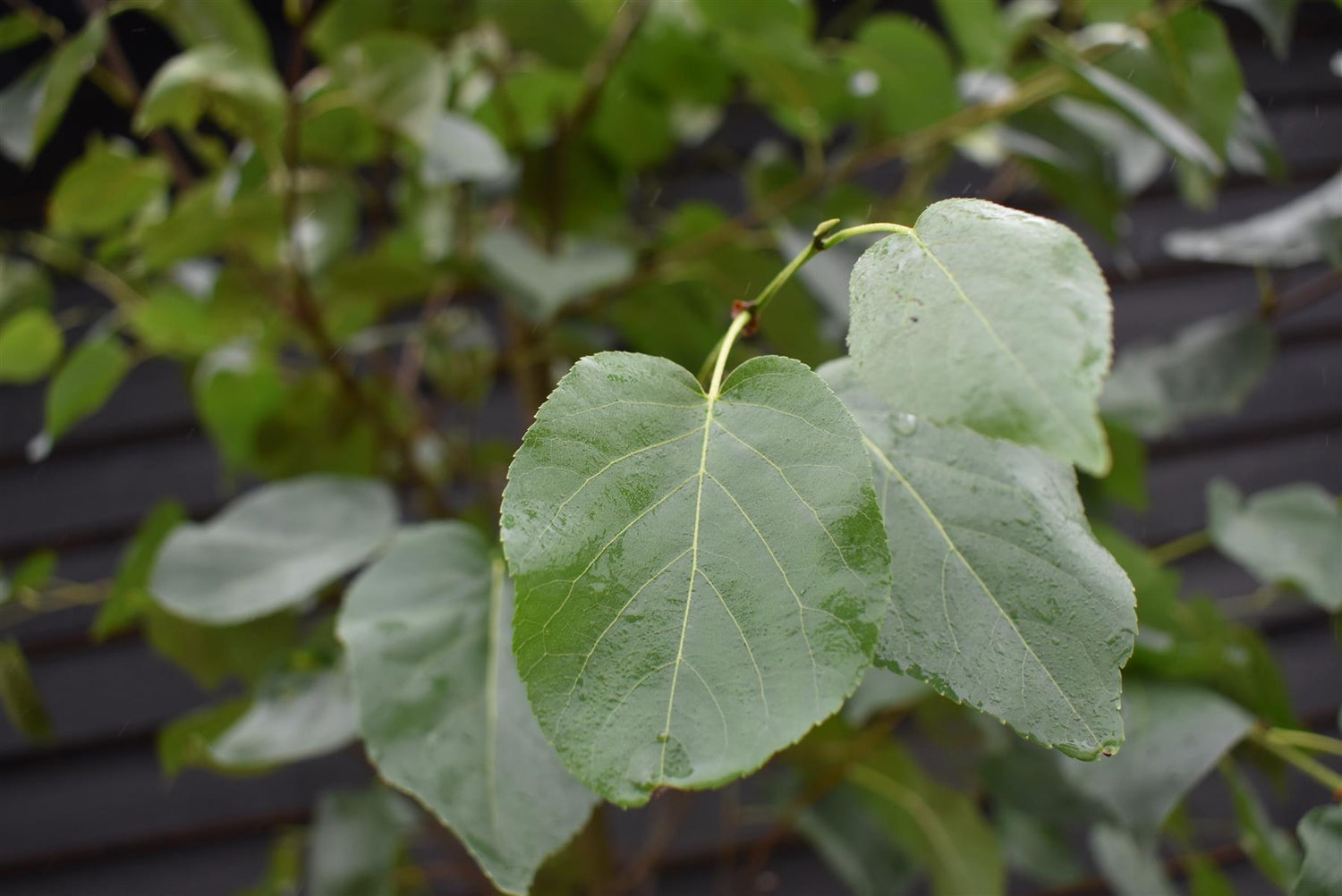 Alnus Cordata - Alder tree - Clear Stem - Standard - Girth 10-12cm - Height 400-420cm - 70lt