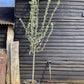 Plum - Prunus domestica - 150-180cm, 70lt