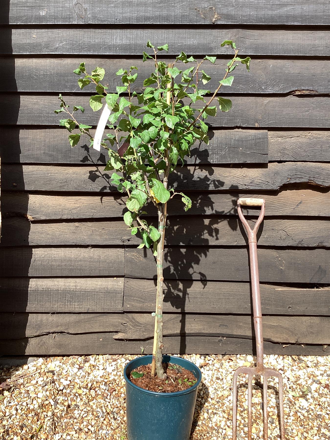 Plum 'Czar' on St. Julian - Moderately vigorous | Prunus domestica - 150-160cm - 12lt