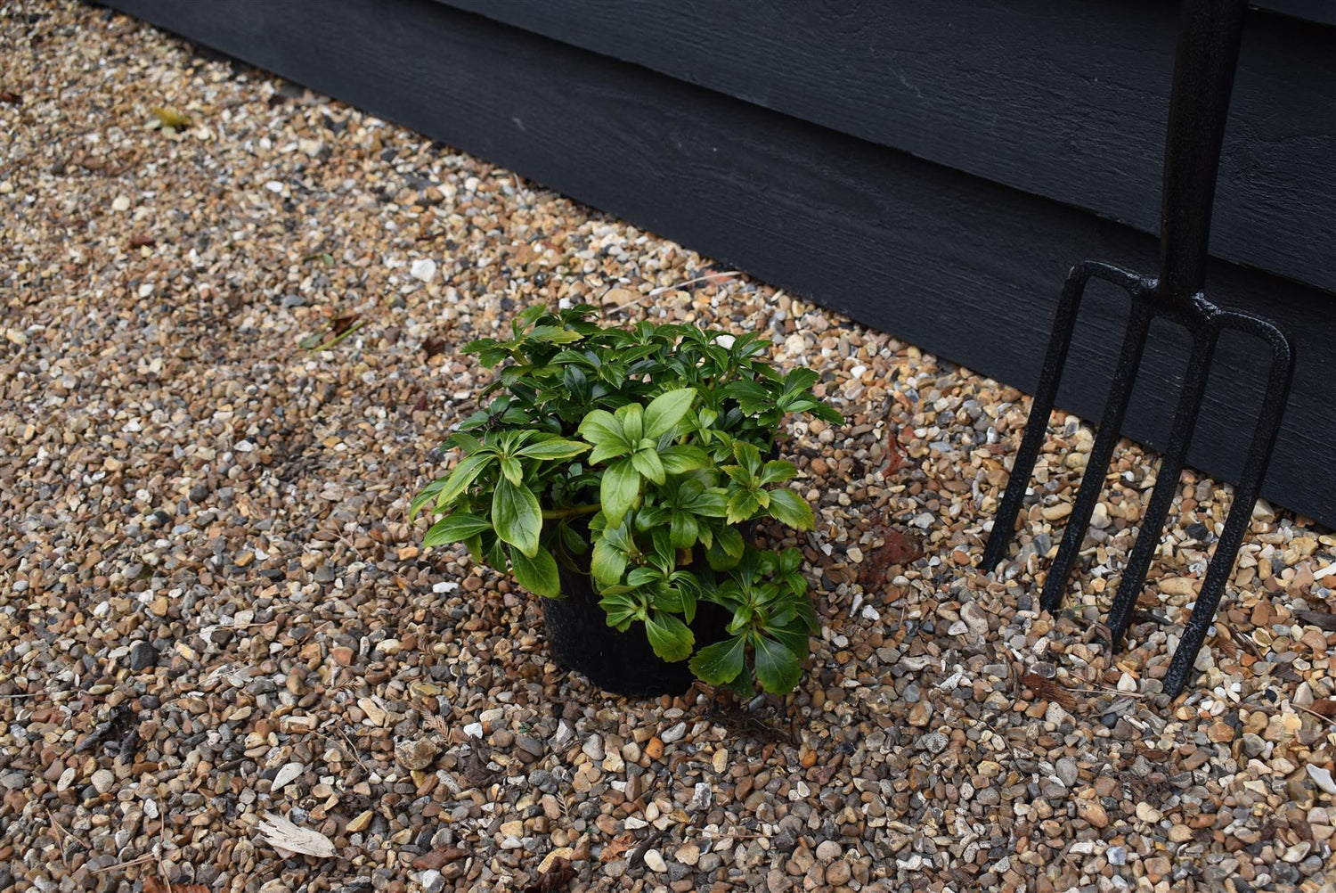 Japanese spurge | Pachysandra terminalis 'Green Carpet' - Height 10cm Width 10-20cm - 2lt